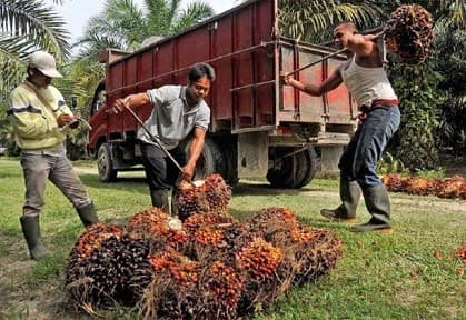 Wholesale price food and industrial grade refined palm oil